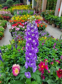 Thumbnail of pic_Teresa_Tse_188.jpg