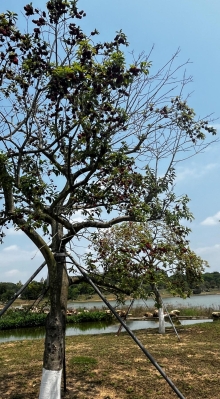 Thumbnail of pic_Dicky_Poon_045.JPG