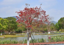 Thumbnail of pic_Lee_Shing_029.JPG