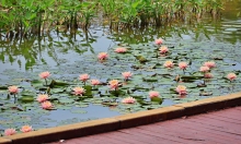 Thumbnail of pic_Lee_Shing_036.JPG