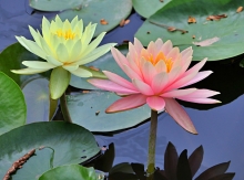 Thumbnail of pic_Lee_Shing_038.JPG