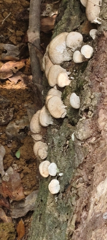 Thumbnail of pic_Derek_Wong_102.jpg