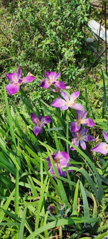 Thumbnail of pic_Si9_072.jpg