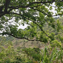 Thumbnail of pic_KL_Sin_010.jpg