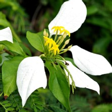 Thumbnail of pic_KL_Sin_052.jpg