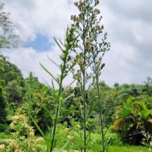 Thumbnail of pic_Derek_Wong_042.jpg