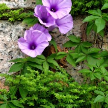 Thumbnail of pic_KW_Sin_005.jpg