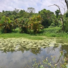 Thumbnail of pic_KW_Sin_049.jpg