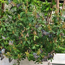 Thumbnail of pic_Lee_Shing_004.JPG
