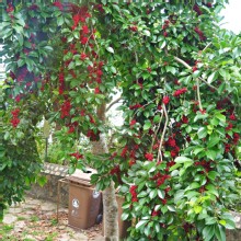 Thumbnail of pic_Lee_Shing_026.JPG