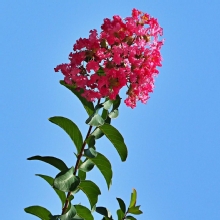 Thumbnail of pic_Lee_Shing_015.JPG