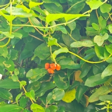 Thumbnail of pic_XF_Liu_001.jpg