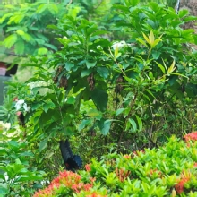 Thumbnail of pic_XF_Liu_010.jpg