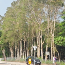 Thumbnail of pic_XF_Liu_021.jpg