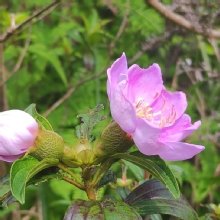 Thumbnail of pic_Cindy_Tse_007.jpg