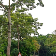 Thumbnail of pic_KL_Sin_010.jpg