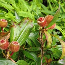 Thumbnail of pic_Derek_Wong_018.jpg