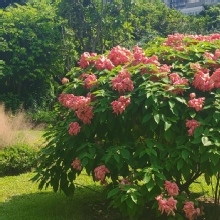 Thumbnail of pic_Cindy_Tse_043.jpg