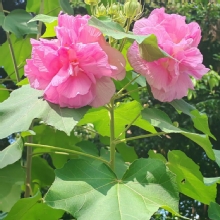 Thumbnail of pic_Cindy_Tse_048.jpg