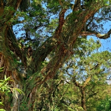 Thumbnail of pic_KL_Sin_030.jpg