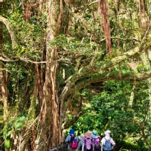 Thumbnail of pic_KL_Sin_039.jpg