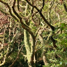 Thumbnail of pic_KL_Sin_042.jpg
