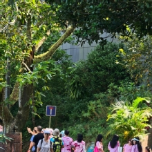 Thumbnail of pic_KL_Sin_058.jpg