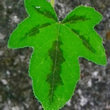 Thumbnail of pic_Lee_Shing_011.JPG