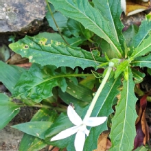 Thumbnail of pic_XF_Liu_039.jpg