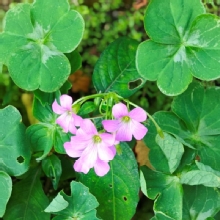 Thumbnail of pic_XF_Liu_058.jpg