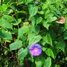 Thumbnail of pic_XF_Liu_065.jpg